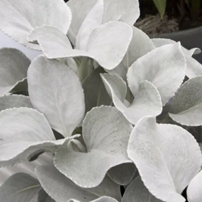 Starzec - Senecio 'Angel Wings'