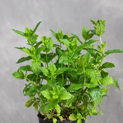 Mięta - Mentha Marokkanische