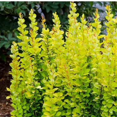 Berberys Thunberga - Berberis thunbergii 'Golden Rocket'(R)
