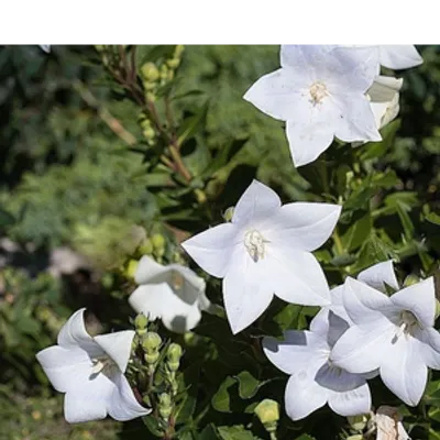 Dzwonek karpacki - Campanula carpatica 'Weisse Clips'