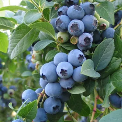 Borówka amerykańska - Vaccinium corymbosum 'Chandler'