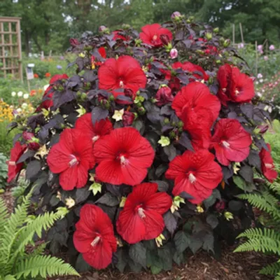 Hibiskus bylinowy ‘Summerific® Holy Grail'