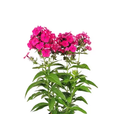 Floks wiechowaty - Phlox paniculata 'Flame Watermelon'