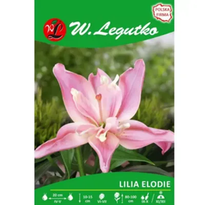 Lilia Elodie różowa 1szt.