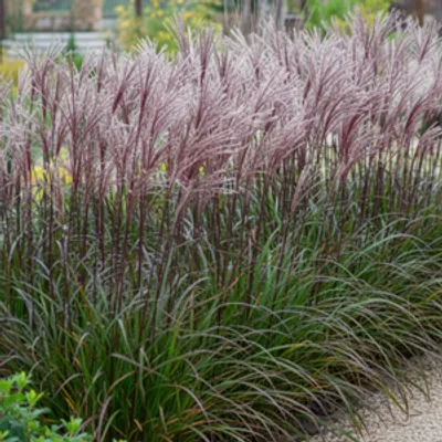 Miskant chiński- Miscanthus sinensis 'Buraczok'