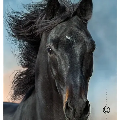 Zeszyt A5 16 3linia Kolorowa 70g UV Wild Horses / Interdruk