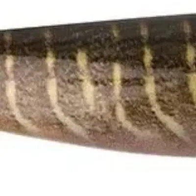 Guma spinningowa FOX Rage Pro Shad