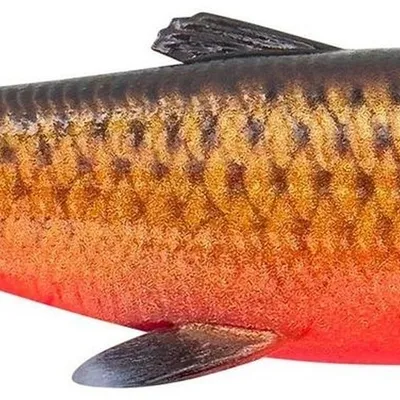 Guma spinningowa Savage Gear 3D Herring Shad V2