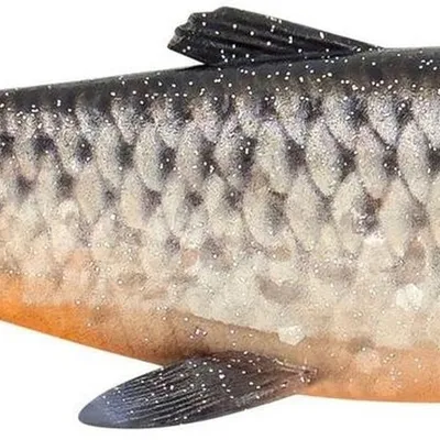 Guma spinningowa Savage Gear 3D Herring Shad V2