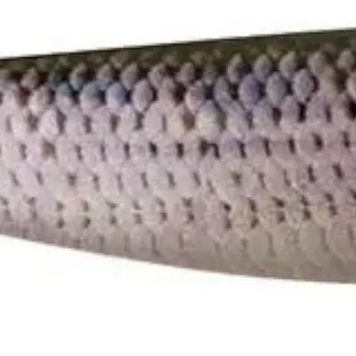 Guma spinningowa FOX Rage Pro Shad