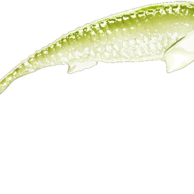 Guma spinningowa QubiLures Syrena Onyx Vert