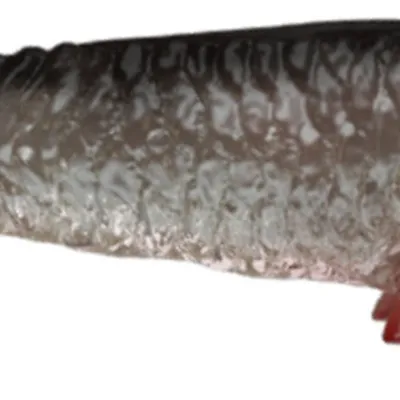 Guma spinningowa QubiLures Syrena Shad