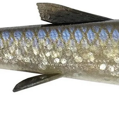 Guma spinningowa Savage Gear 3D Whitefish Shad