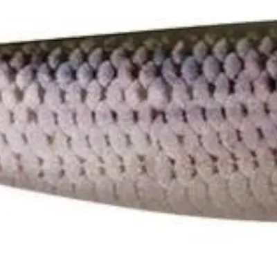 Guma spinningowa FOX Rage Pro Shad
