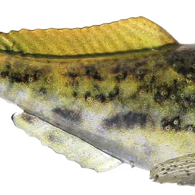 Guma spinningowa Westin Gunnar The Goby