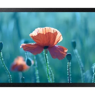 Samsung monitor profesjonalny qb24r-b 24 cale matowy 16h/7 250(cd/m2) 1920 x 1080(fhd) s6 player wifi 3 lata d2d (lh24qbrbbgcxen)