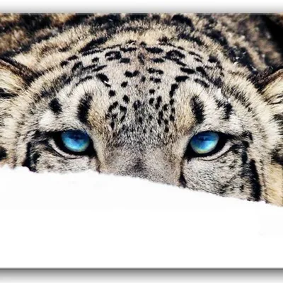 Wild nature - gotowy do skoku - 60x90 cm - g92780