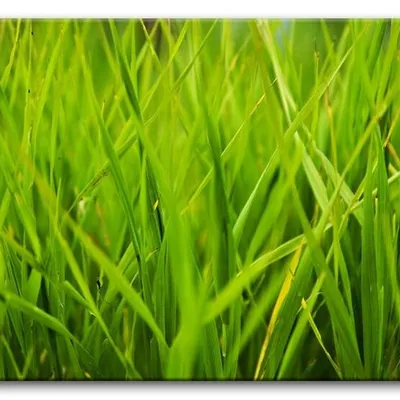Macro - trawa - 60x90 cm - g92761
