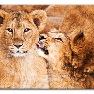 Wild nature - lwia rodzina - 60x90 cm - g92836