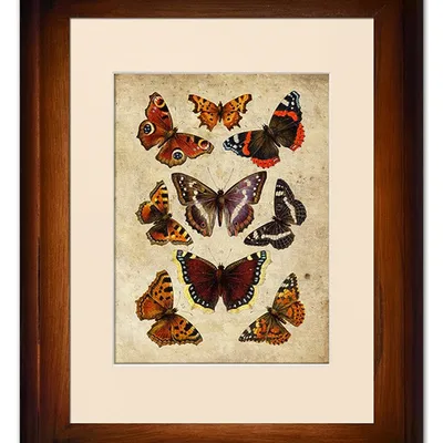 Obraz - motyle i inne owady - 39x49cm - g93305