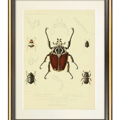 Obraz - motyle i inne owady - 34x44cm - g100575