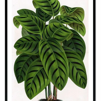 Obraz - tropikalne liście i kwiaty - 53x73cm - g107890