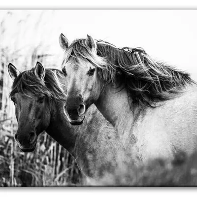Wild nature - konie - 60x90 cm - g93318