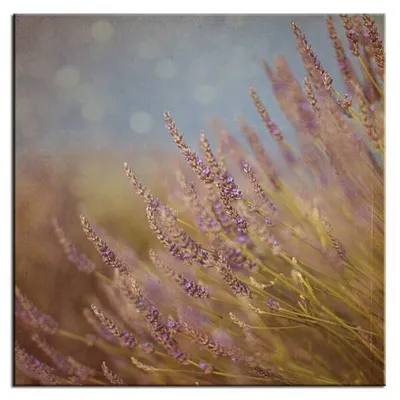 Lawenda - mgliście - 60x60 cm - g93430