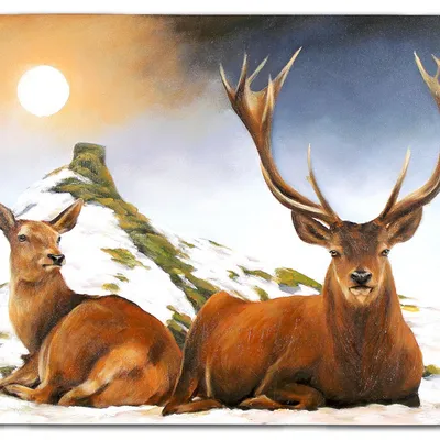 Obraz olejny - zwierzęta - 60x90 cm - g118964