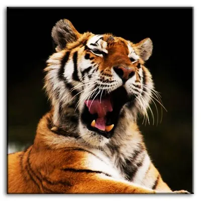 Wild nature - natura tygrysa - 80x80 cm - g92789