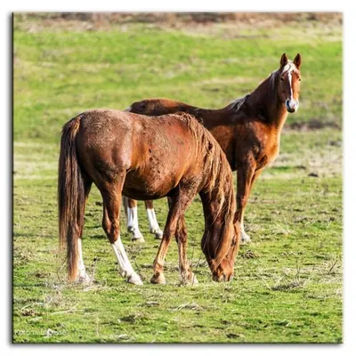 Wild nature - araby - 100x100 cm - g92965