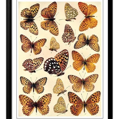Obraz - motyle i inne owady - 33x43cm - g98492