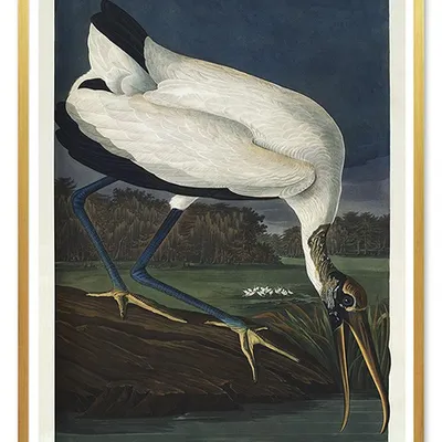 Obraz - ptaki - 53x73cm - g103662