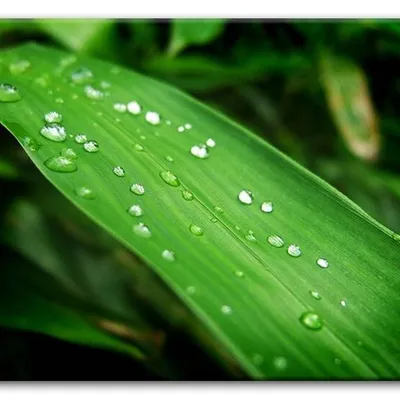 Macro - kropelki - 60x90 cm - g92800