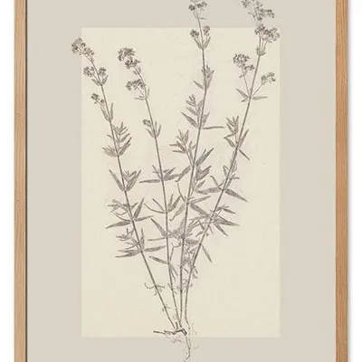 Obraz drukowany - oliwka - 53x73 cm - g115754