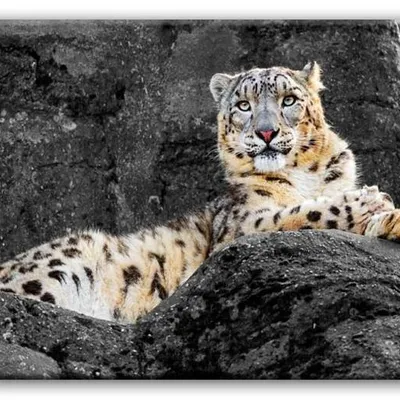 Wild nature - pantera śnieżna - 60x90 cm - g92852