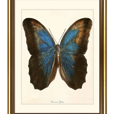 Obraz - motyle i inne owady - 34x44cm - g100587