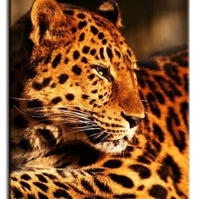 Wild nature - odpoczynek - 50x70 cm - g92777