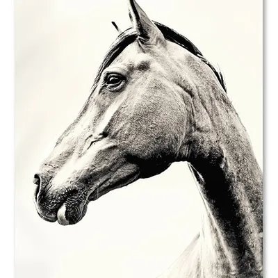 Obraz - konie - 60x90cm - g106349