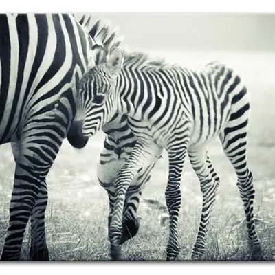 Wild nature - mała zebra - 60x90 cm - g93268