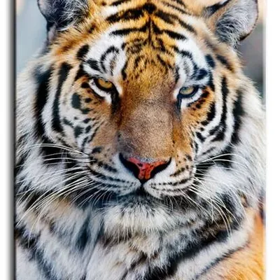 Wild nature - tygrysia duma - 60x90 cm - g92787