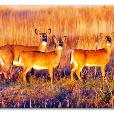 Wild nature - sarny - 60x90 cm - g93276