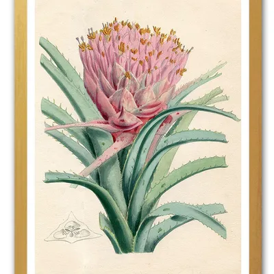 Obraz - kaktusy - 33x43cm - g103295