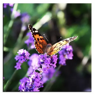 Lawenda - motyl - 80x80 cm - g93470