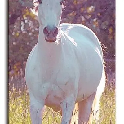 Wild nature - koń - 45x90 cm - g95116