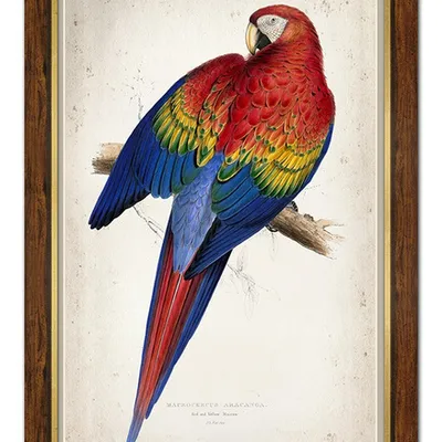 Obraz - ptaki - 71x101cm - g100254