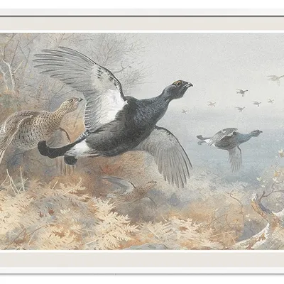 Obraz - ptaki - 53x73cm - g114537