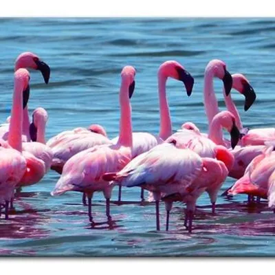 Wild nature - flamingi - 90x45 cm - g93298