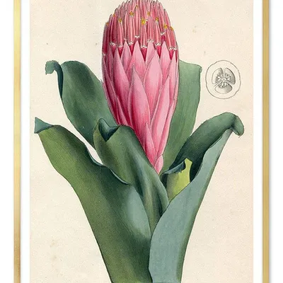Obraz - kaktusy - 53x73cm - g103399
