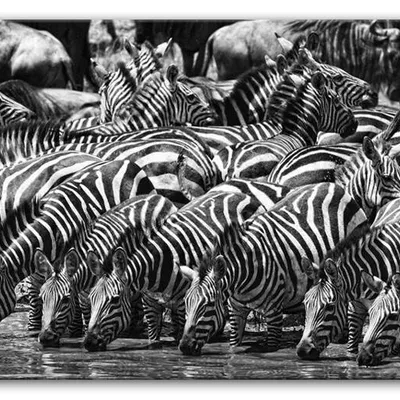 Wild nature - pasiaste stadko - 60x90 cm - g93266
